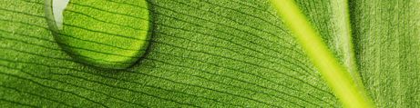 Feuille de jungle
